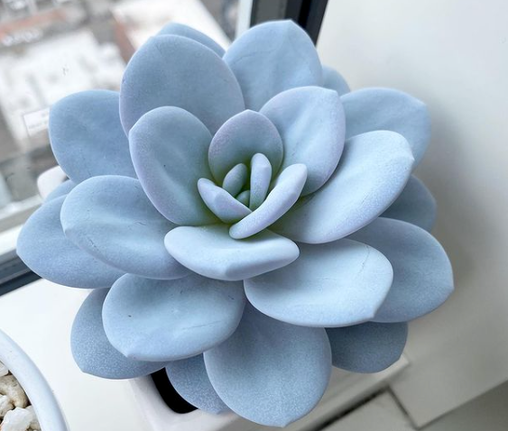 Echeveria Seeds – Blue Derenbergii

