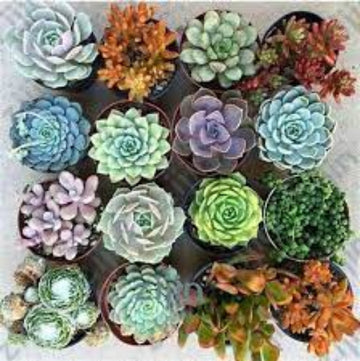 Echeveria Seeds – Color Mix
