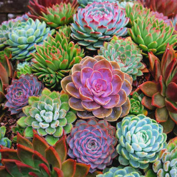 Echeveria Seeds – Color Mix
