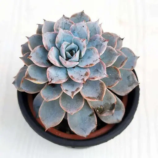 Echeveria Seeds – Blue Derenbergii

