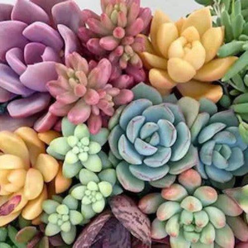 Echeveria Seeds – Color Mix
