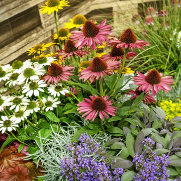 Echinacea Seeds - Colorful Perennial
