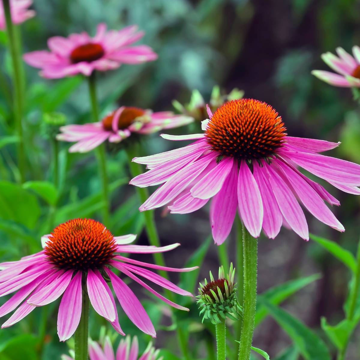 Echinacea Seeds - Finest Quality
