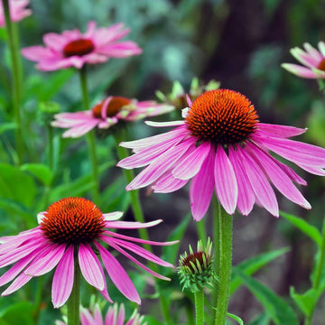 Echinacea Seeds - Finest Quality
