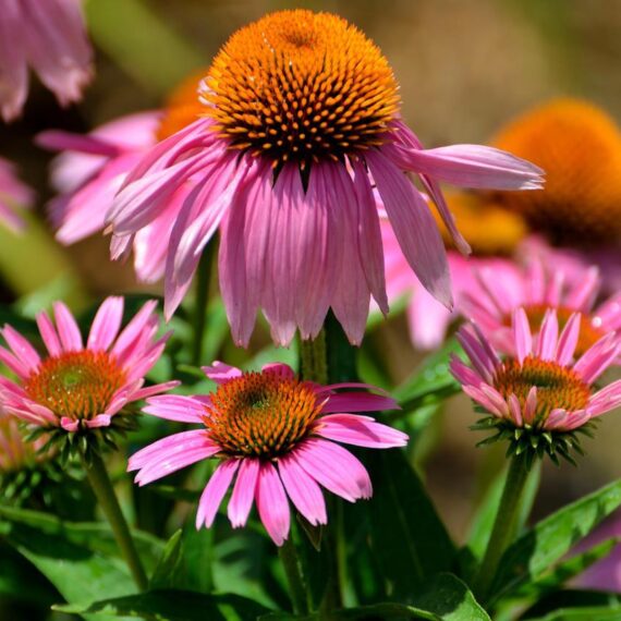 Echinacea Seeds - Finest Quality
