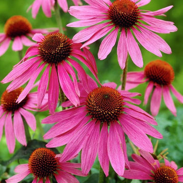 Echinacea Seeds – Beautiful
