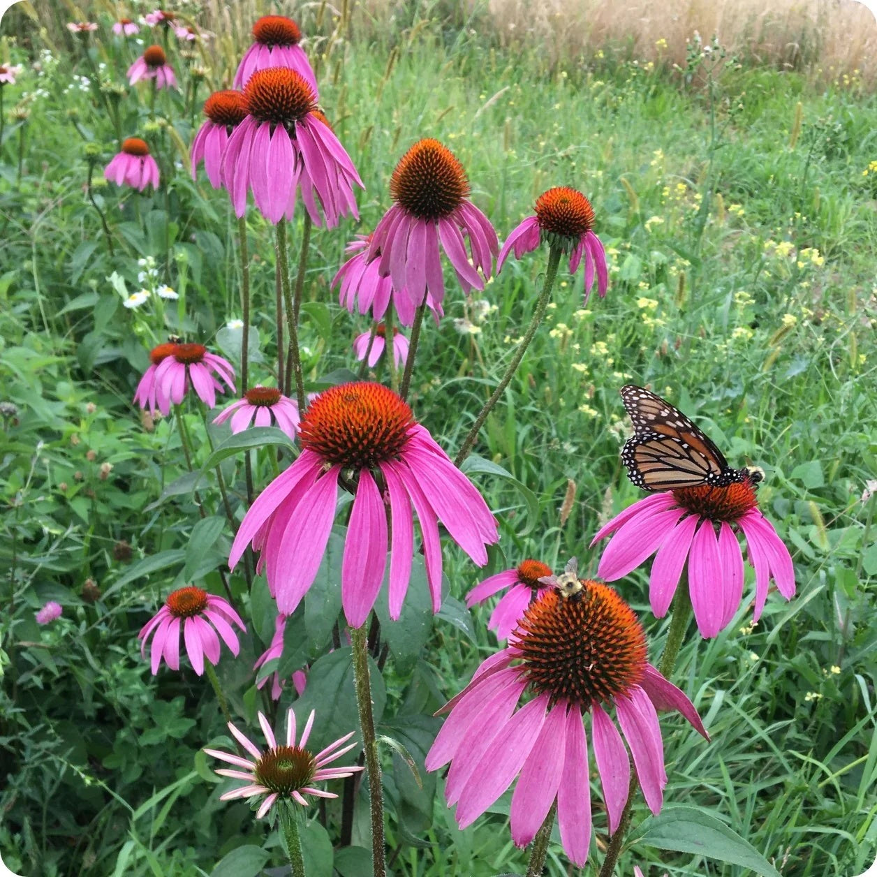 Echinacea Seeds – Coneflower
