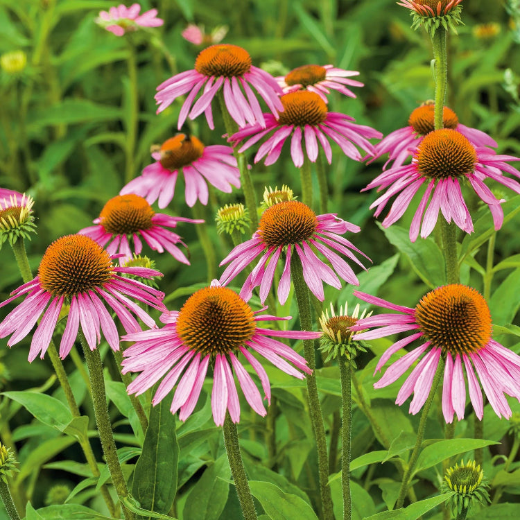 Echinacea Seeds – Easy Grow
