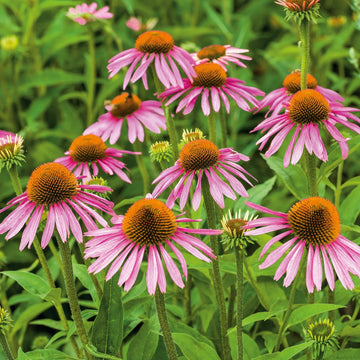 Echinacea Seeds – Easy Grow

