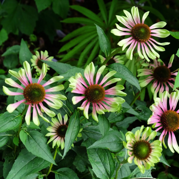 Echinacea Seeds – Green Twister
