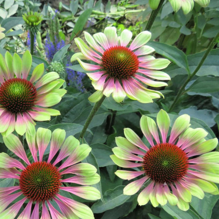 Echinacea Seeds – Green Twister
