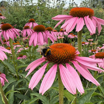 Echinacea Seeds – Long Lasting
