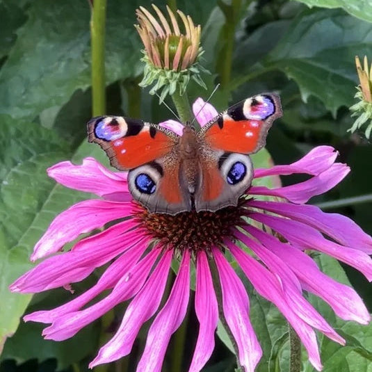 Echinacea Seeds – Long Lasting
