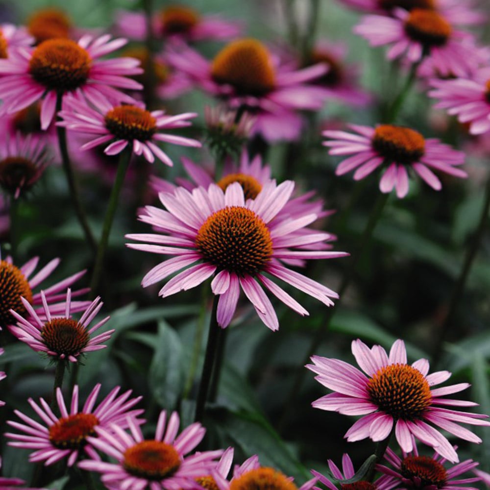 Echinacea Seeds – Medicinal Herb
