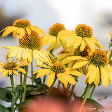Echinacea Seeds – Meteor Yellow
