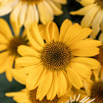 Echinacea Seeds – Meteor Yellow
