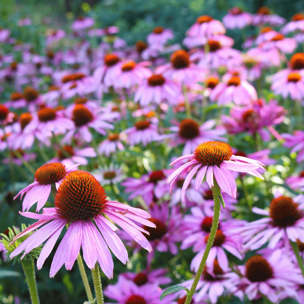 Echinacea Seeds – Natural Herbal
