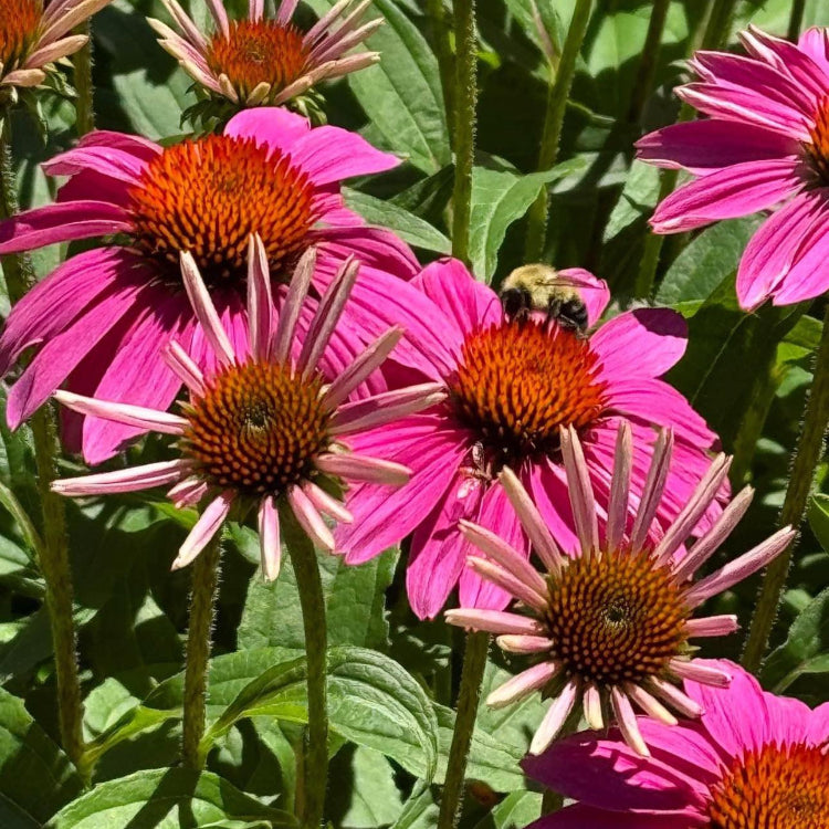 Echinacea Seeds – Organic, Perfect for Tea
