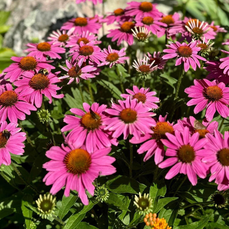 Echinacea Seeds – Organic, Perfect for Tea
