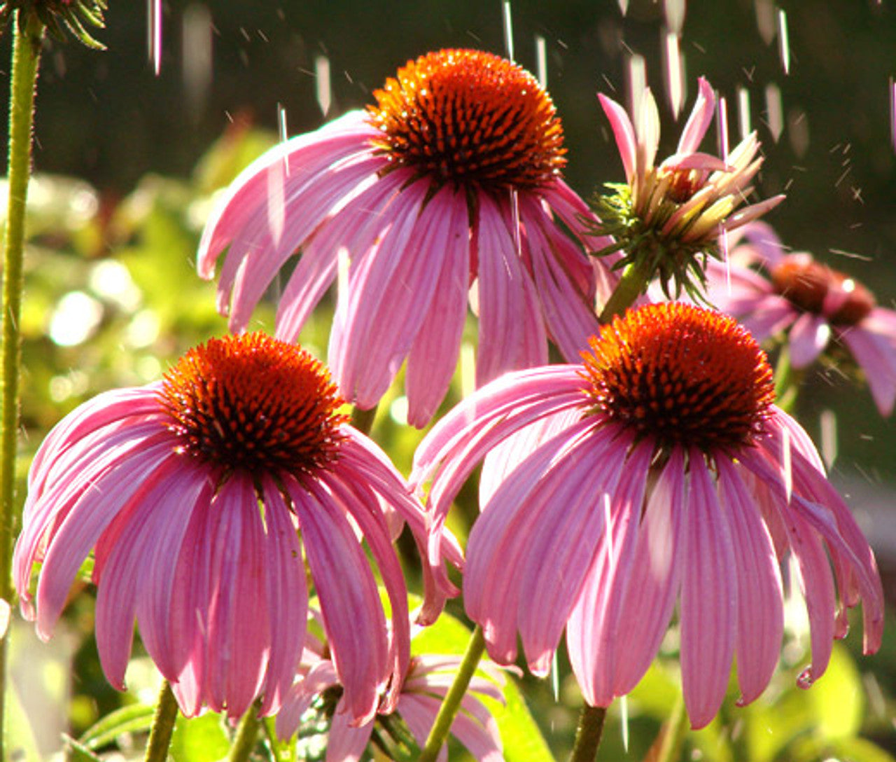 Echinacea Seeds – Purpurea
