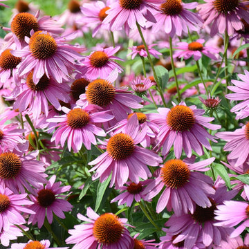 Echinacea Seeds – Purpurea
