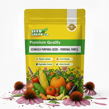 Echinacea Purpurea  Seeds – Perennial Purple