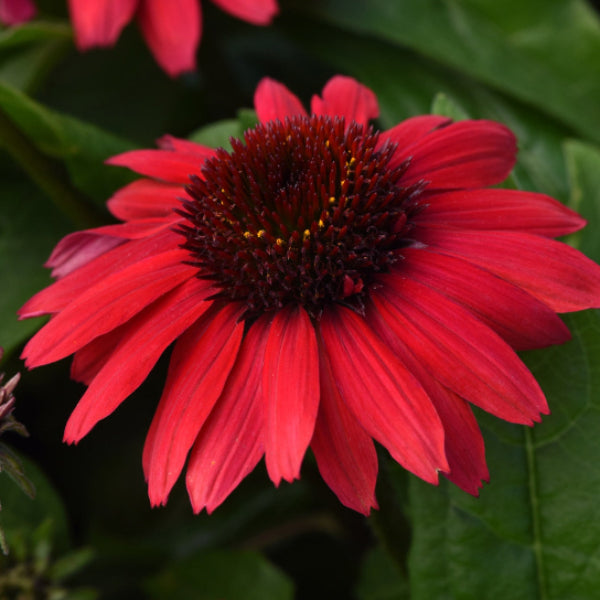 Echinacea Seeds – Red Coneflower
