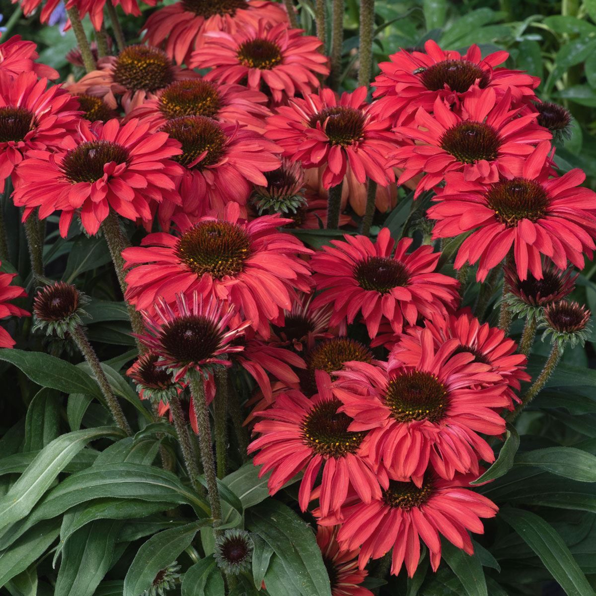 Echinacea Seeds – Red Ruby
