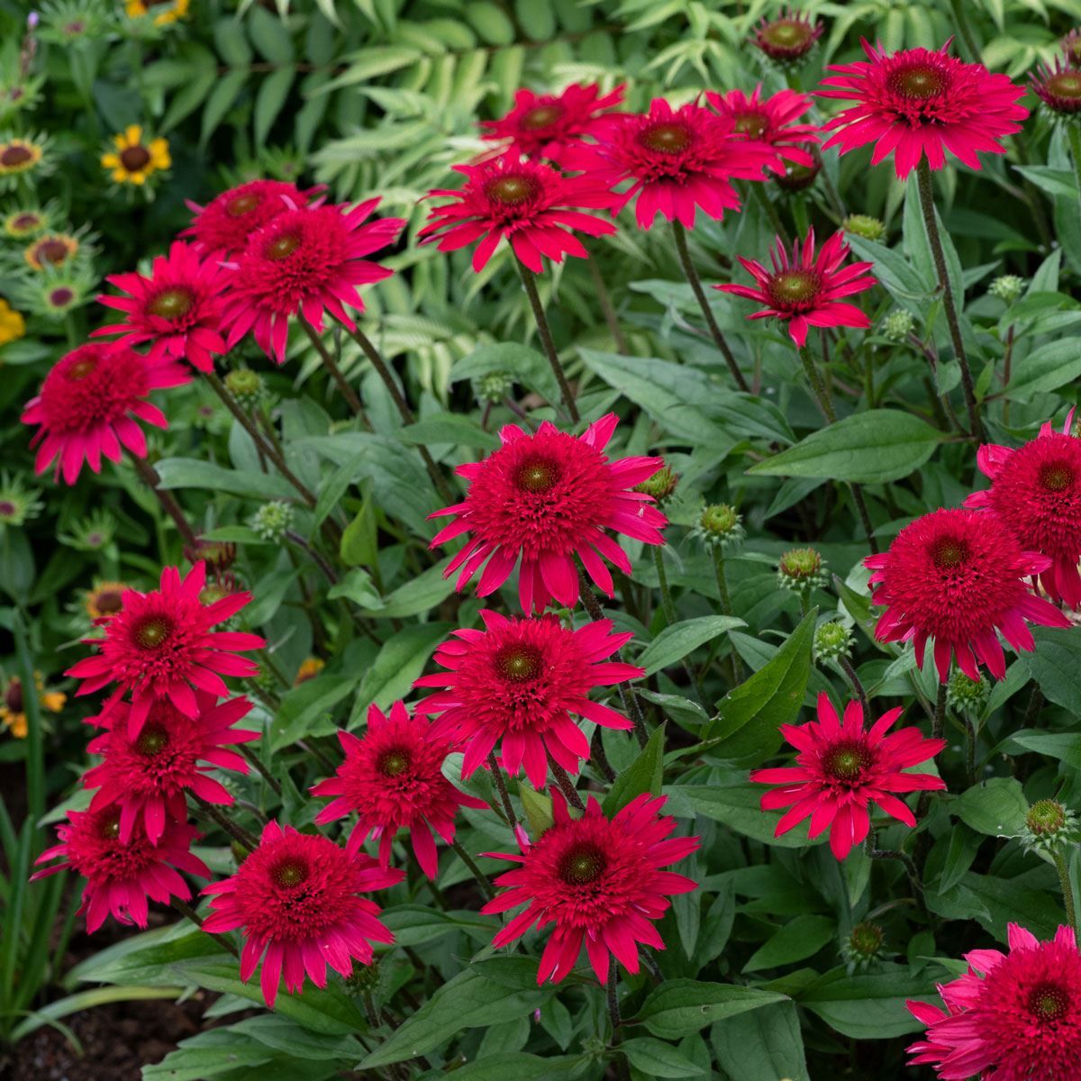 Echinacea Seeds – Red Ruby
