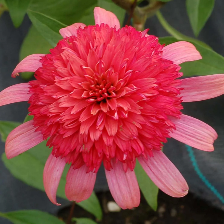 Echinacea Seeds – Secret Passion
