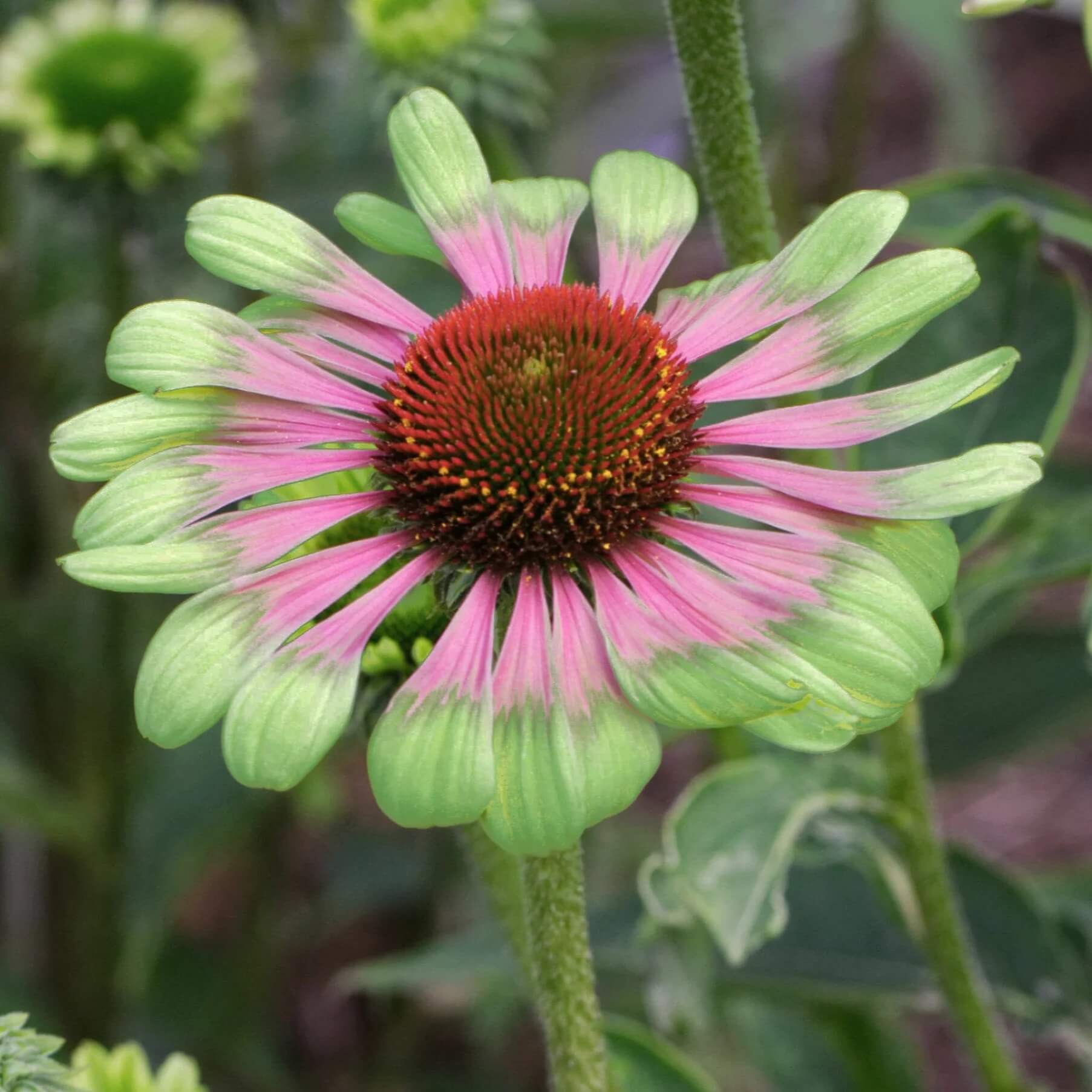 Echinacea Seeds - All In One For Home Gardens