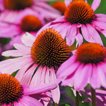Echinacea Seeds - Finest Quality
