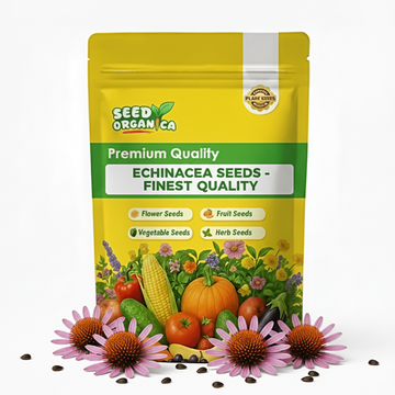 Echinacea Seeds - Finest Quality