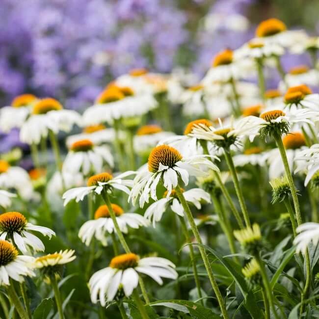 Echinacea Seeds – White