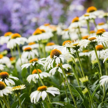 Echinacea Seeds – White
