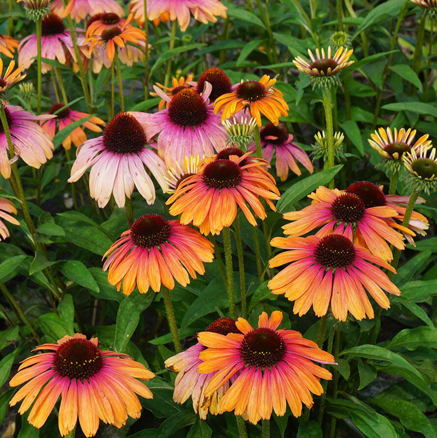 Echinacea Seeds – Yellow & Pink