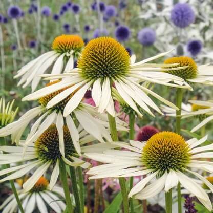 Echinacea Seeds – White