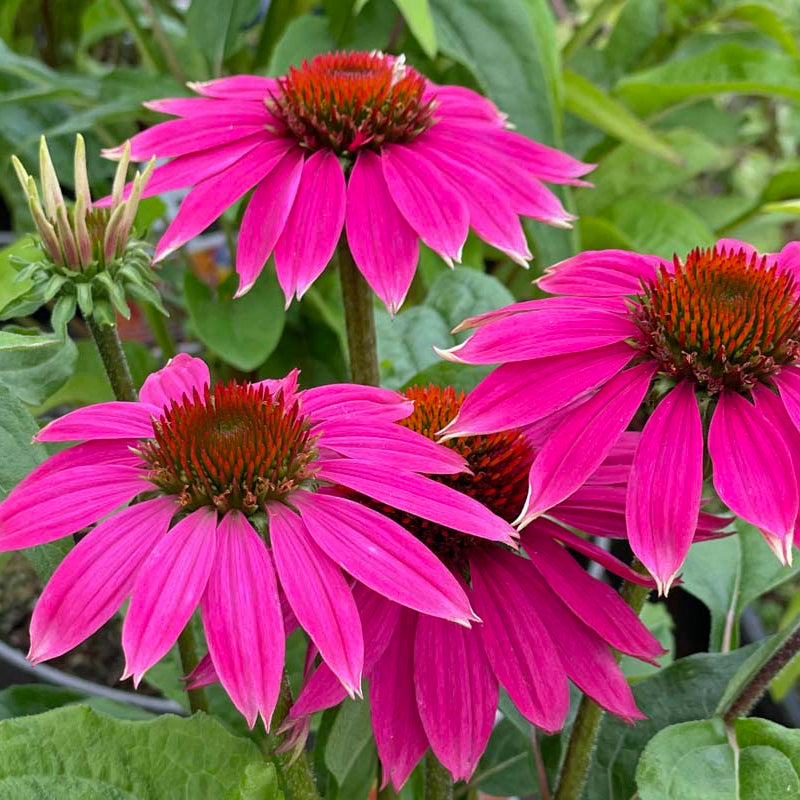 Echinacea Seeds – Beautiful
