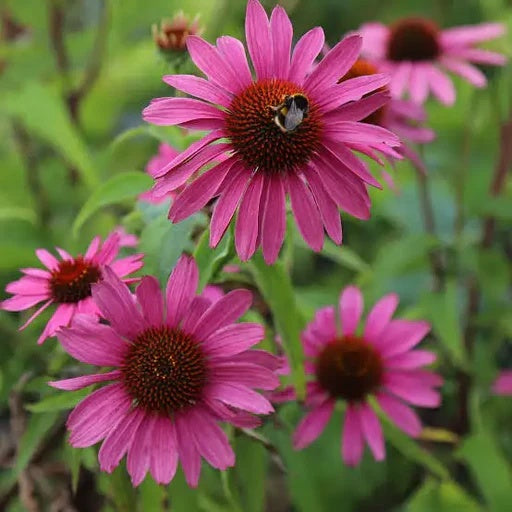 Echinacea Seeds – Beautiful
