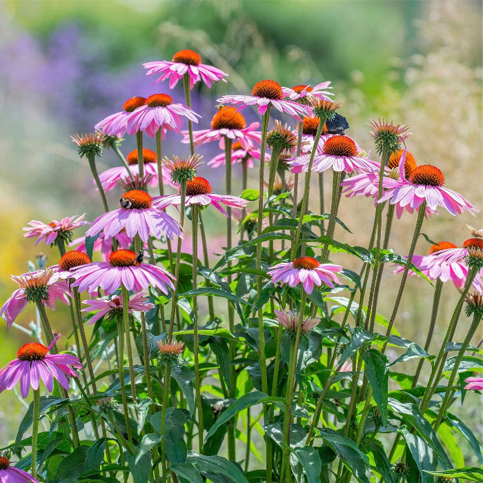 Echinacea Seeds – Coneflower
