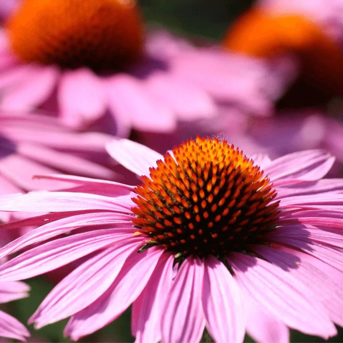 Echinacea Seeds – Immune
