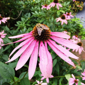 Echinacea Seeds – Long Lasting
