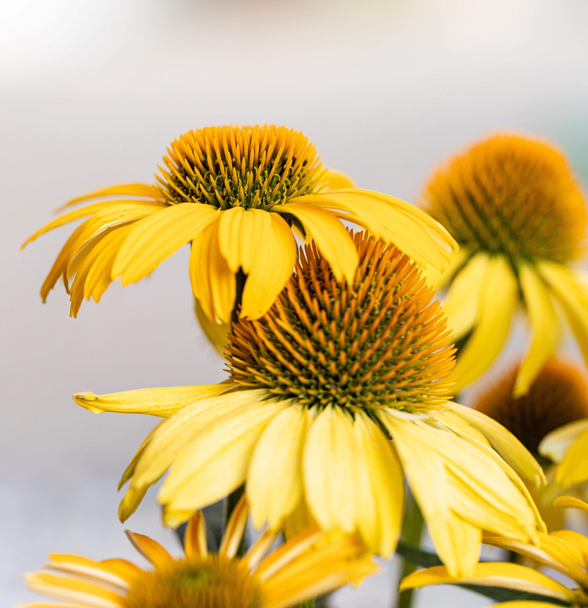 Echinacea Seeds – Meteor Yellow
