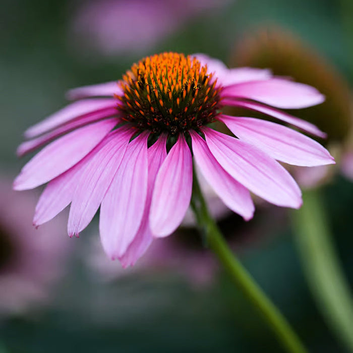 Echinacea Seeds – Natural Herbal
