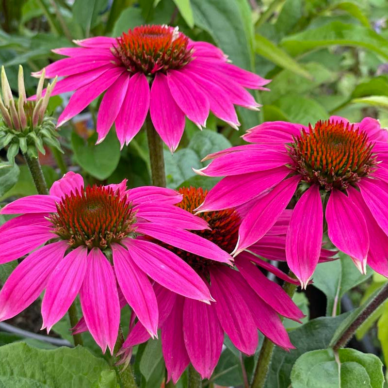Echinacea Seeds – Organic, Perfect for Tea
