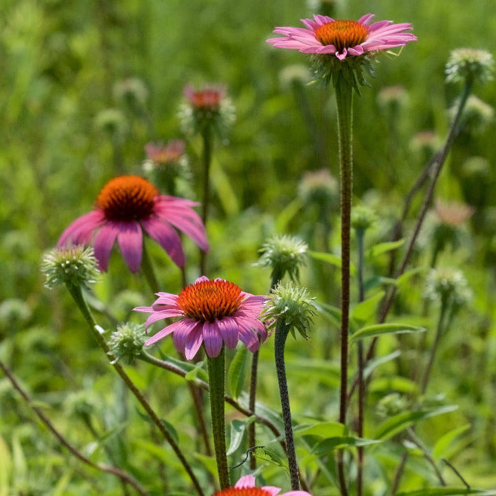 Echinacea Seeds – Purpurea
