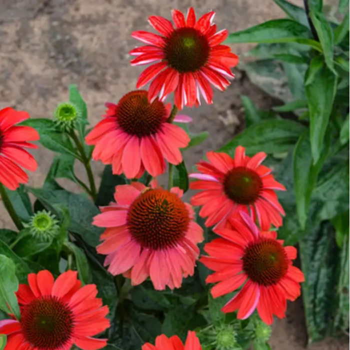 Echinacea Seeds – Red Coneflower
