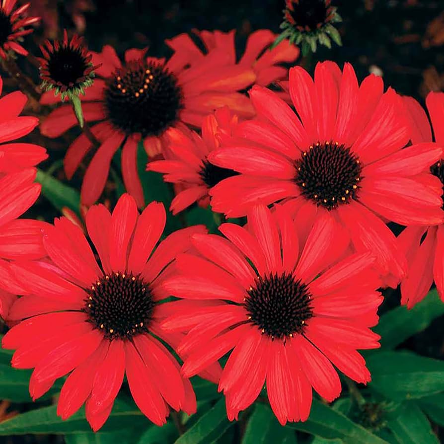 Echinacea Seeds – Red Ruby
