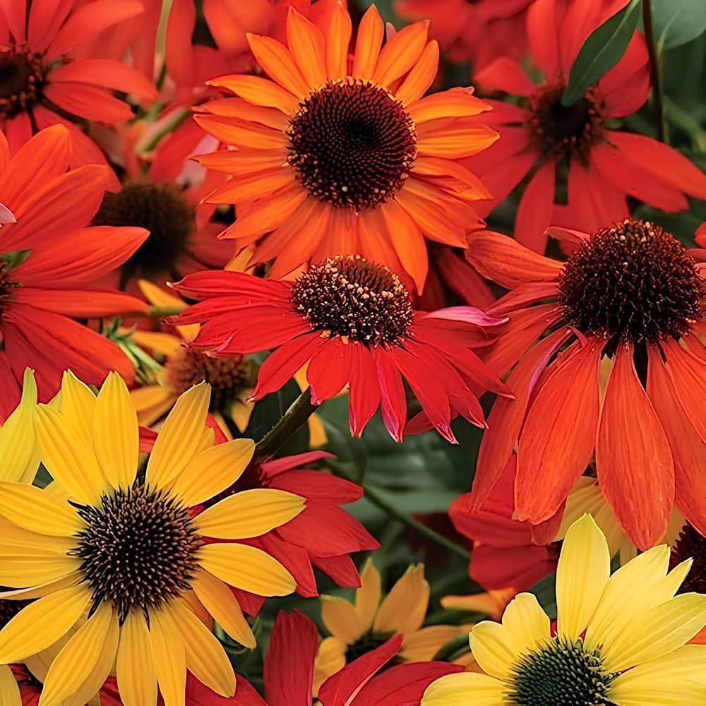 Echinacea Seeds – Strong Growth
