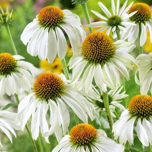 Echinacea Seeds – White